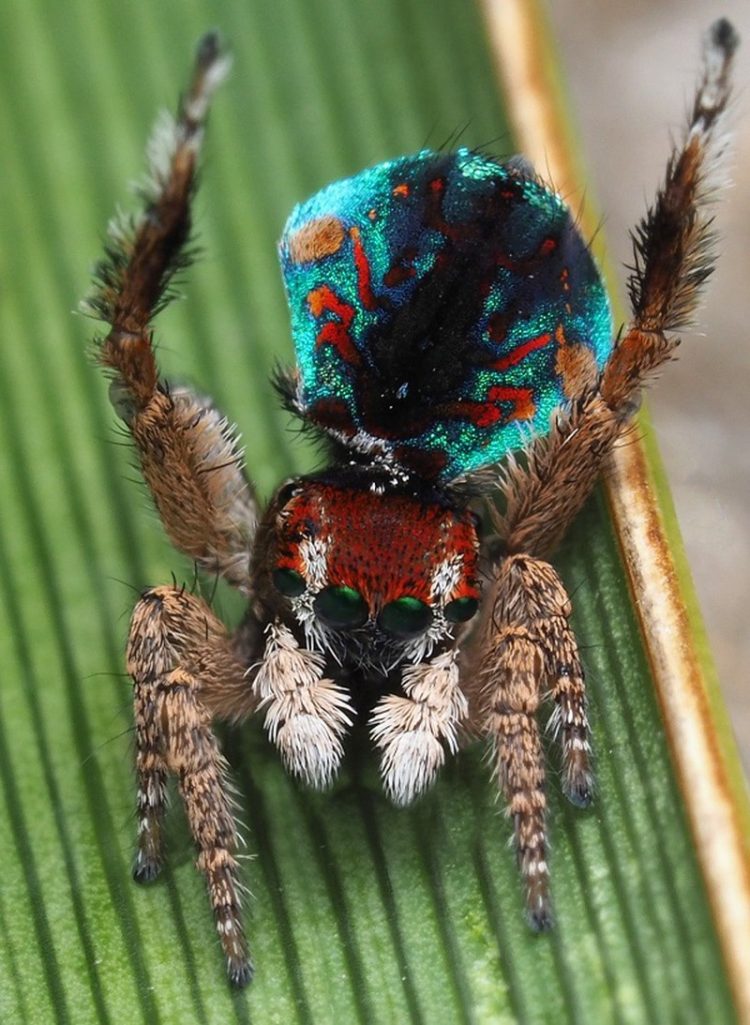 Nhện cầu vồng là loài nhện có màu sắc giống như 7 màu sắc cầu vồng, mang vẻ đẹp thu hút, lạ thường